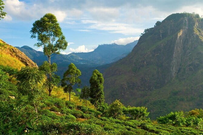 Haputale Tea Estate Walking Tour From Ella - Authenticity and Experience: What Travelers Really Say