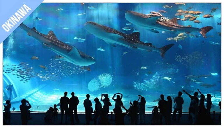 Have Fun in OKINAWA Pass (1 Week Free Pass) - Practical Details and Planning Tips