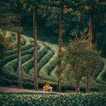 Heritage Tour: Tea Estates & Himalayan Culture of Palampur - The Details That Matter