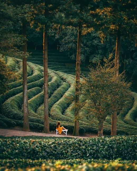 Heritage Tour: Tea Estates & Himalayan Culture of Palampur - The Details That Matter