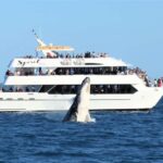 Hervey Bay: Half-Day Whale Watching Cruise - What Makes This Tour Stand Out?