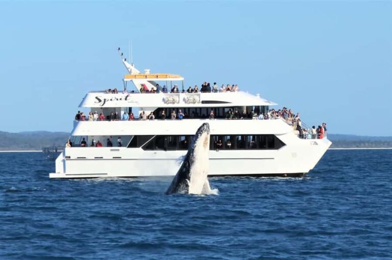 Hervey Bay: Half-Day Whale Watching Cruise - What Makes This Tour Stand Out?