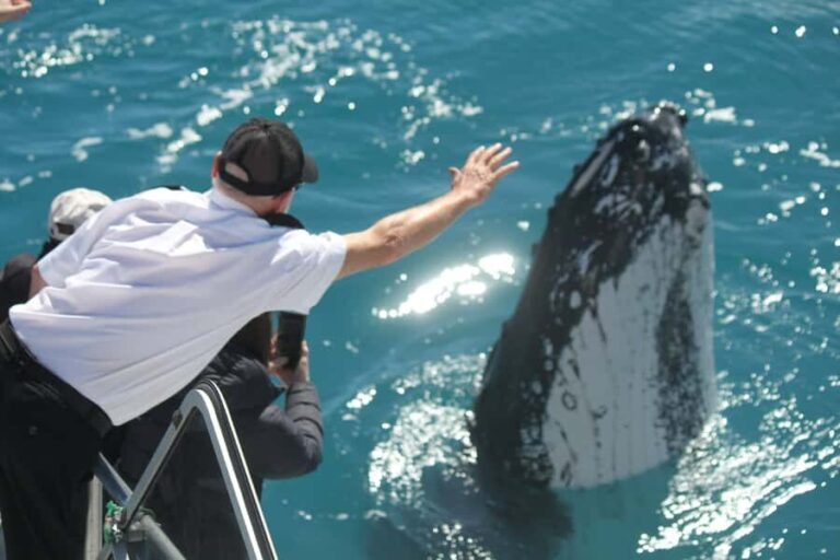 Hervey Bay: Half-Day Whale-Watching Cruise - Who Would Love This Tour?