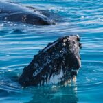 Hervey Bay: Humpback Whale-Watching Half-Day Cruise - The Vessel: Quick Cat II and Its Design