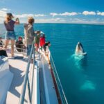 Hervey Bay Whale Odyssey Cruise - The Itinerary: What to Expect
