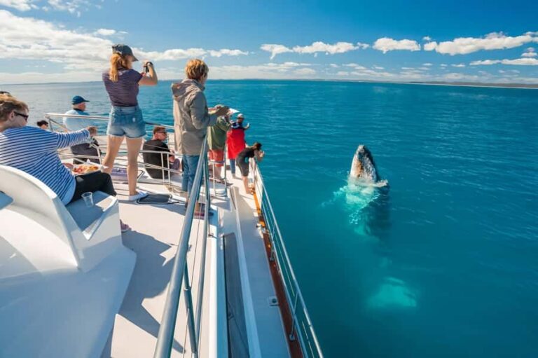 Hervey Bay Whale Odyssey Cruise - The Itinerary: What to Expect