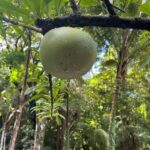 Hike St Kitts: Wingfield Rainforest and Romney Experience - The Sum Up