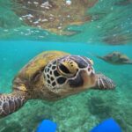 Hikkaduwa: Amazing Snorkeling with Coral, Fish & Turtles - The Realities: Pros and Cons Based on Reviews