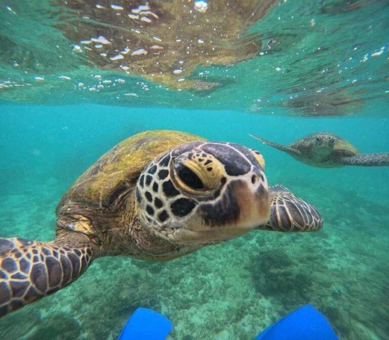 Hikkaduwa: Amazing Snorkeling with Coral, Fish & Turtles - The Realities: Pros and Cons Based on Reviews