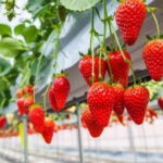 Himeji: Rural Cultural Tour with Strawberry Picking - Who is This Tour Best For?