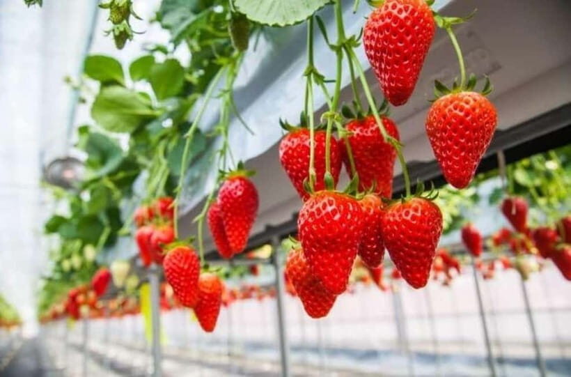 Himeji: Rural Cultural Tour with Strawberry Picking - Who is This Tour Best For?