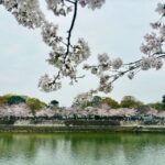 Hiroshima: History of Hiroshima Group Walking Tour - Authenticity and Respect in Hiroshima