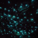 Hobbiton Movie Set & Waitomo Glow Worm Caves Private Tour - Who Is This Tour Best For?