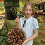 Hochiminh: Best tour Mekong Delta 1 Day - The Itinerary: What to Expect