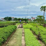 Hoi An: Trà Qu Village Cafe Tour with Local Guided - Exploring Trà Qu Village: A Peaceful Farm Escape