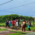 Hoi An: Trà Qu Village Cafe Tour with Local Guided - Practical Details and Why They Matter