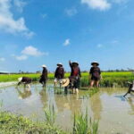 Hoi An Wet Rice Farming Tour-Basket Boat Tour Fishing-Lunch - Is it Worth the Price?