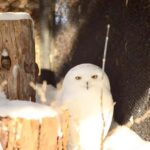 Hokkaido: Asahiyama Zoo Biei Ningle Terrace Day Tour - The Practical Side: Transport, Timing, and Value