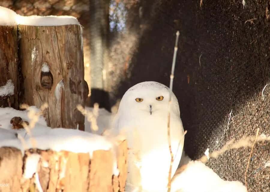 Hokkaido: Asahiyama Zoo Biei Ningle Terrace Day Tour - The Practical Side: Transport, Timing, and Value