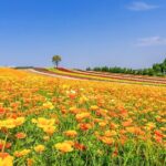 Hokkaido Biei Blue Pond Furano Flower Farm Ningle Terrace Trip - Who Is This Tour Best For?