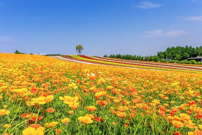 Hokkaido Biei Blue Pond Furano Flower Farm Ningle Terrace Trip - Who Is This Tour Best For?