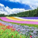Hokkaido Furano Lavender & Biei Blue Pond Tour with Lunch - The Value of the Tour
