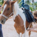 Horse Riding and Beach Trails on Koh Samui - The Itinerary — What to Expect