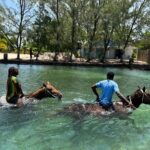 Horseback Ride and Swim Guided Tour from Montego Bay - Final Thoughts