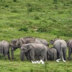 Hua Hin: Kui Buri Elephant Safari Private Tour - What to Expect & Practical Tips