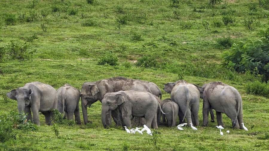 Hua Hin: Kui Buri Elephant Safari Private Tour - What to Expect & Practical Tips