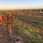 Hunter Valley: Private Day Tour from Sydney with Your Crew! - The Itinerary: A Perfect Balance of Taste and Views