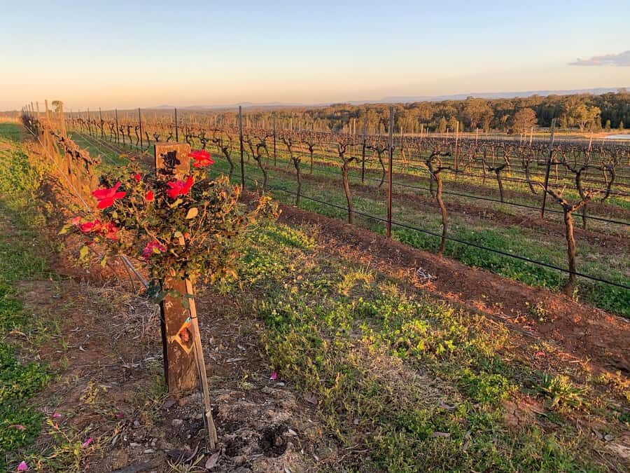 Hunter Valley: Private Day Tour from Sydney with Your Crew! - The Itinerary: A Perfect Balance of Taste and Views