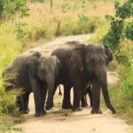 Hurulu Eco Park Jeep Safari & Entrance Ticket Included - The Real Value of the Experience