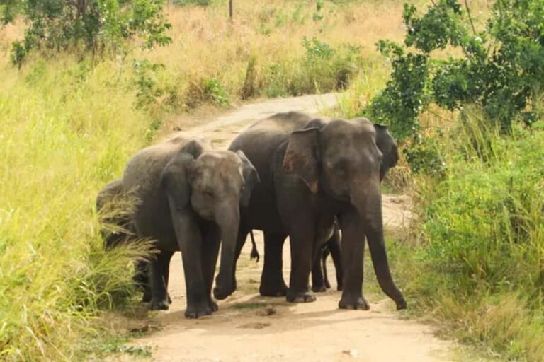 Hurulu Eco Park Jeep Safari & Entrance Ticket Included - The Real Value of the Experience