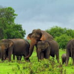 Hurulu Eco Park Safari From Sigiriya - Who Will Love This Safari?
