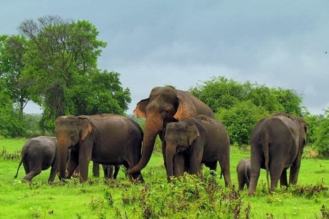 Hurulu Eco Park Safari From Sigiriya - Who Will Love This Safari?