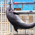 Hyogo: Kinosaki Onsen Hot Spring Day Trip from Osaka - Why This Tour Offers Good Value