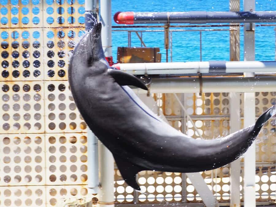 Hyogo: Kinosaki Onsen Hot Spring Day Trip from Osaka - Why This Tour Offers Good Value