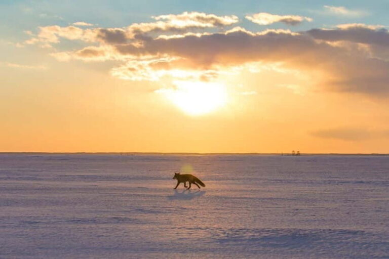 Ice Horizon Walk: Frozen Sea Adventure of Notsuke Peninsula - Final Thoughts