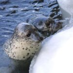 Icebreaker GARINKO GO III Cruise Explore Ice and Snow Tour - The Itinerary Breakdown: What to Expect