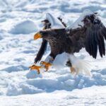 Icebreaker GARINKO GO III Cruise Explore Ice and Snow Tour - Who Will Love This Tour?