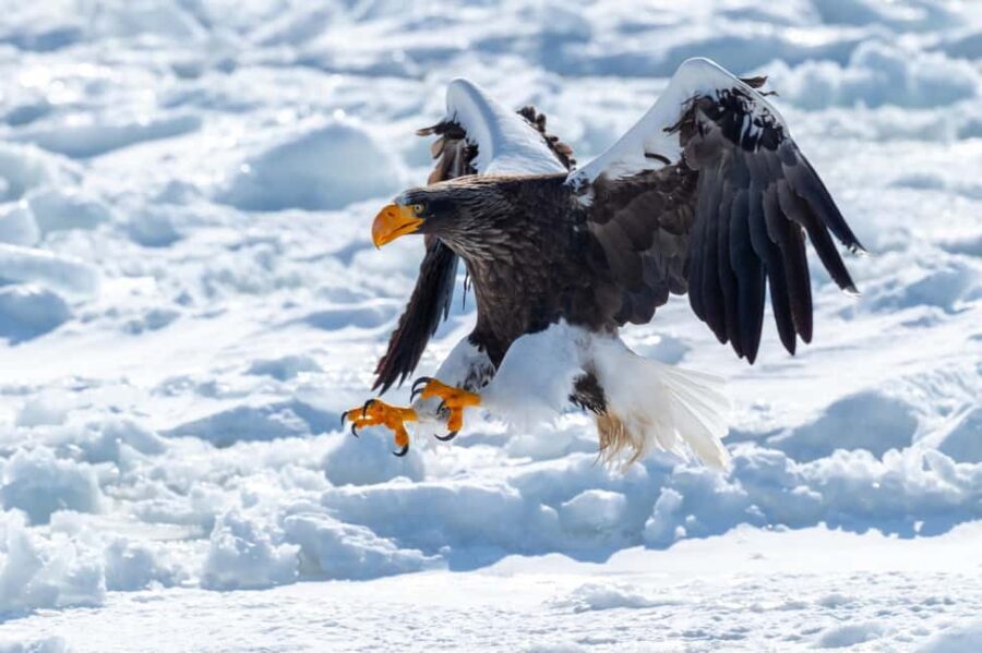 Icebreaker GARINKO GO III Cruise Explore Ice and Snow Tour - Who Will Love This Tour?