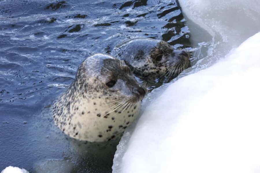 Icebreaker GARINKO GO III Cruise Explore Ice and Snow Tour - The Itinerary Breakdown: What to Expect