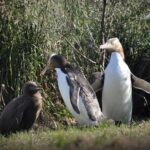 Iconic Wildlife Tour with Yellow Eyed Penguins & Royal Albatross - Good To Know