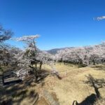 Iiyama Castle Cherry Blossom and Nozawa Onsen Morning Tour - Final Thoughts