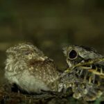 Into the Night: Open-Roof Jeep Adventure Around Sigiriya - Who Should Consider This Tour?
