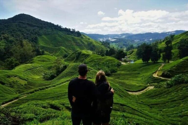 Ipoh: Cameron Highlands Day Tour tea plantation with lunch - The Itinerary Breakdown: What to Expect
