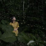 Iriomote Island Limited Time Yaeyama Firefly Viewing Tour - Good To Know
