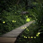 Ishigaki Island: Yaeyamahime Firefly Viewing Tour - Who Should Consider This Tour?