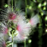 Ishigaki:A phantom flower withers overnight "Sagari-bana" - Exploring the Ishigaki Sagari-bana Night Tour